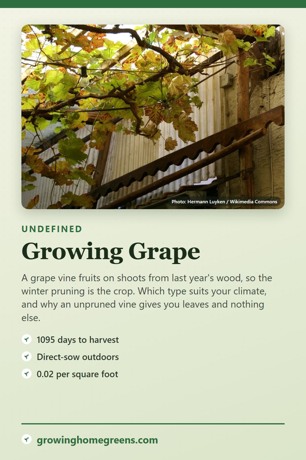 Grape: growing guide