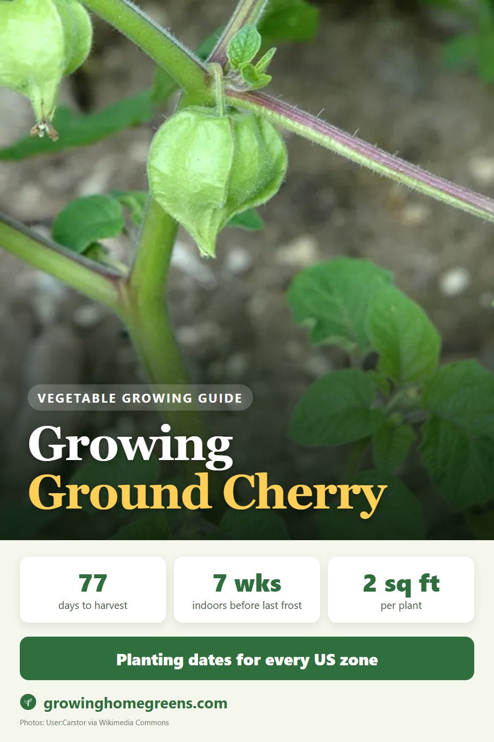 Ground Cherry (Husk Cherry): growing guide