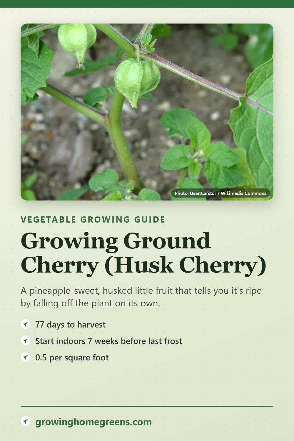 Ground Cherry (Husk Cherry): growing guide