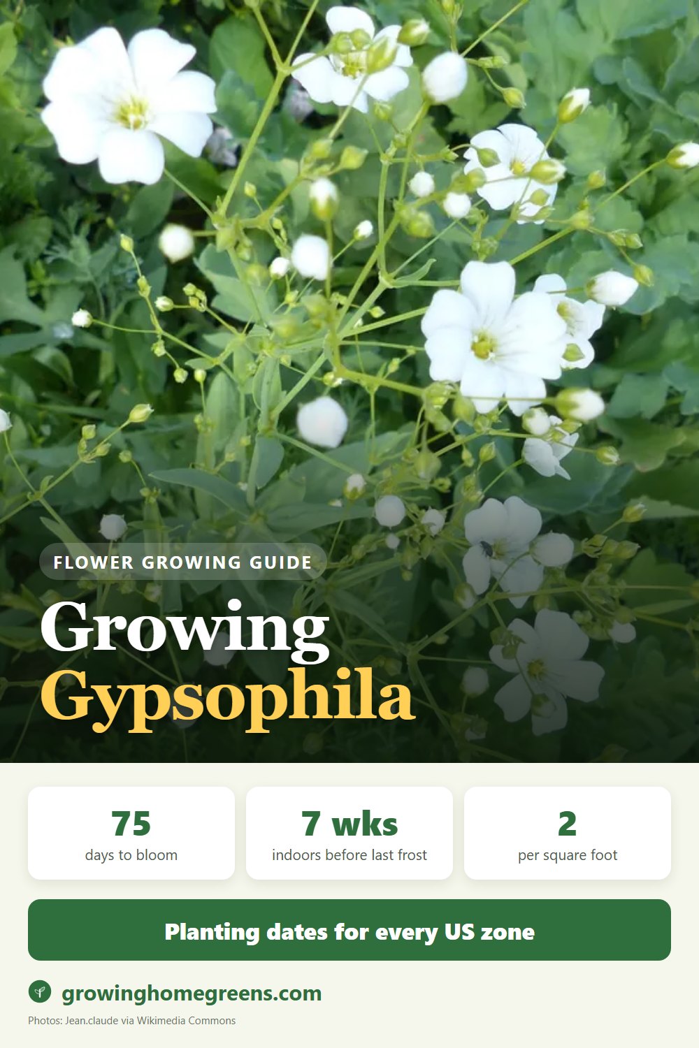 Gypsophila (Baby's Breath): growing guide