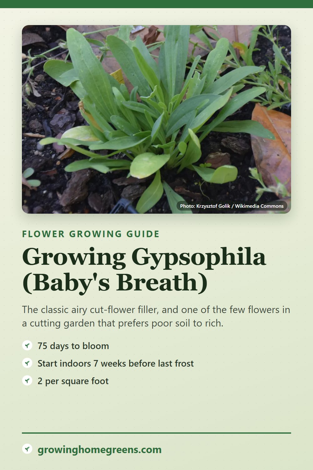 Gypsophila (Baby's Breath): growing guide