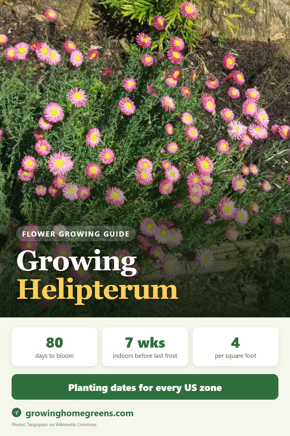 Helipterum (Paper Daisy): growing guide