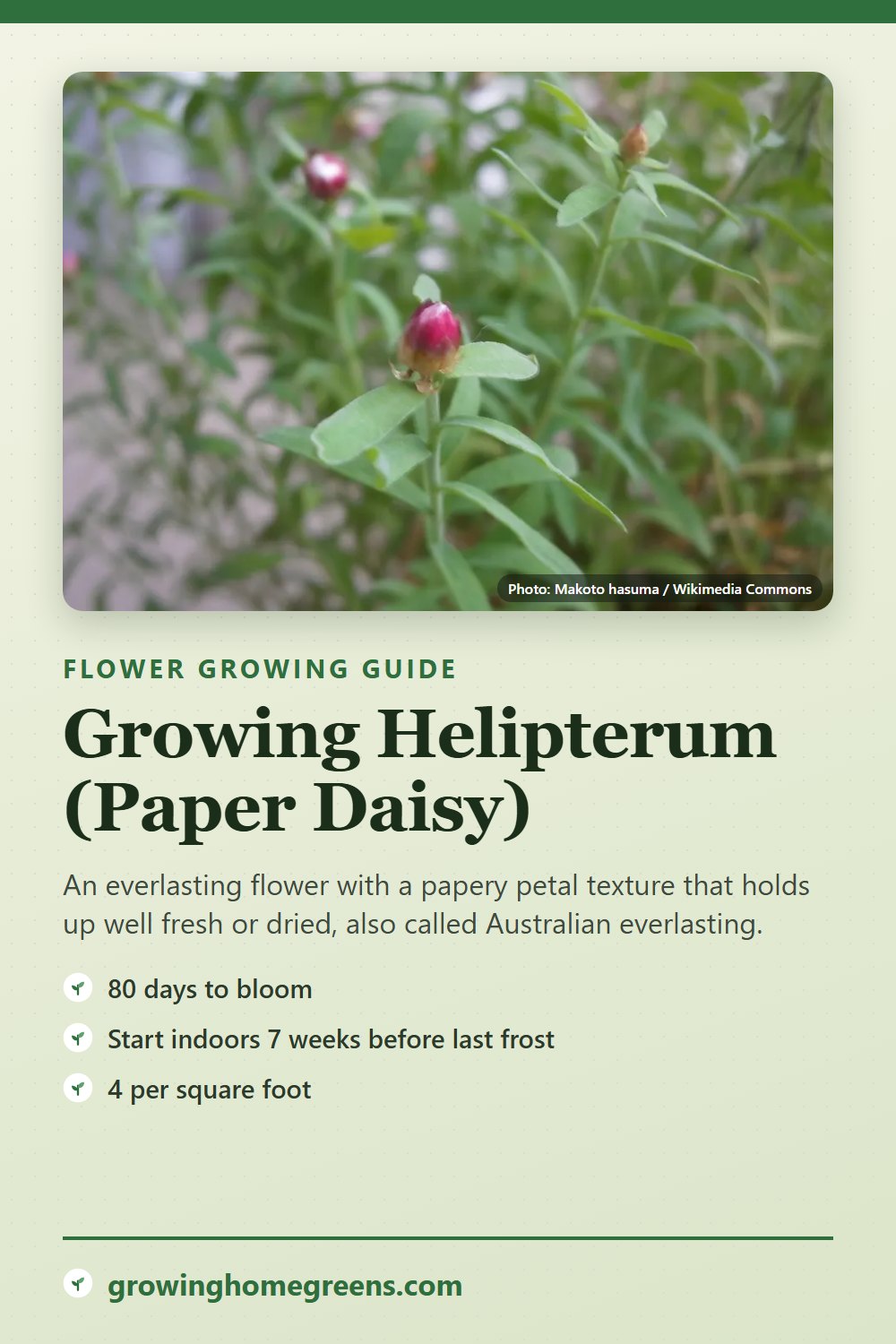 Helipterum (Paper Daisy): growing guide