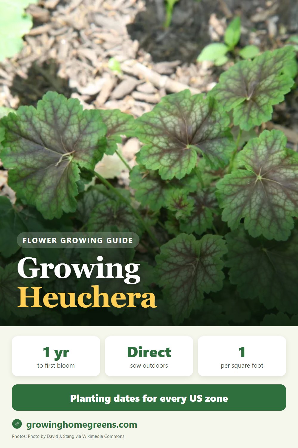 Heuchera (Coral Bells): growing guide