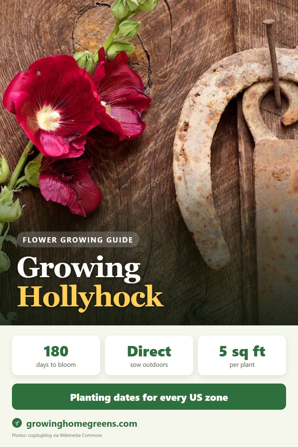 Hollyhock: growing guide