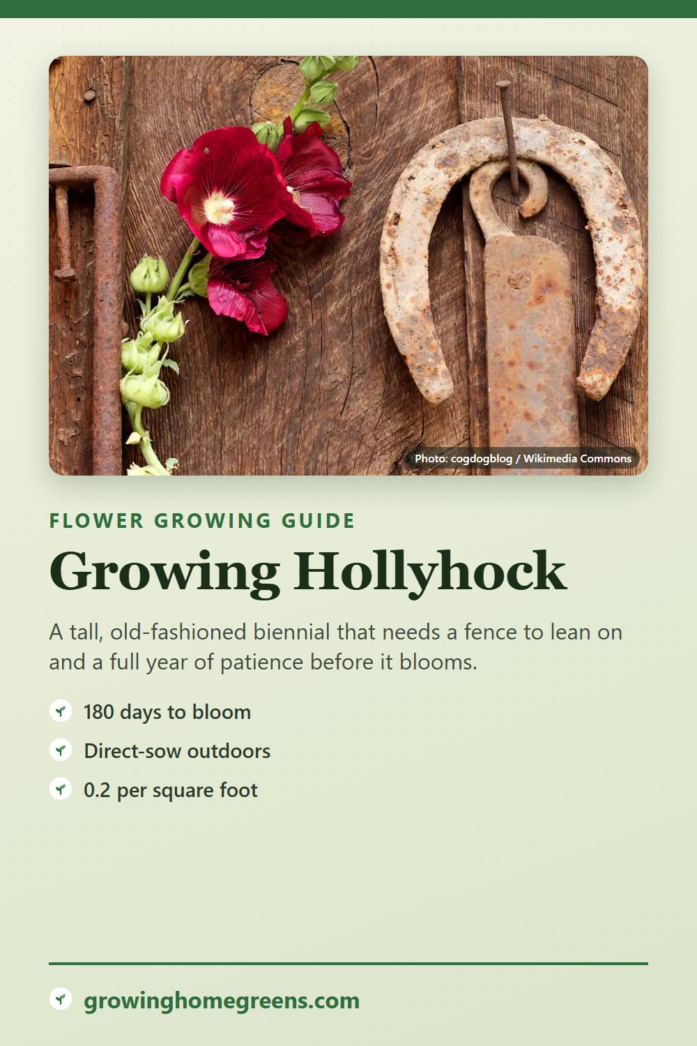 Hollyhock: growing guide