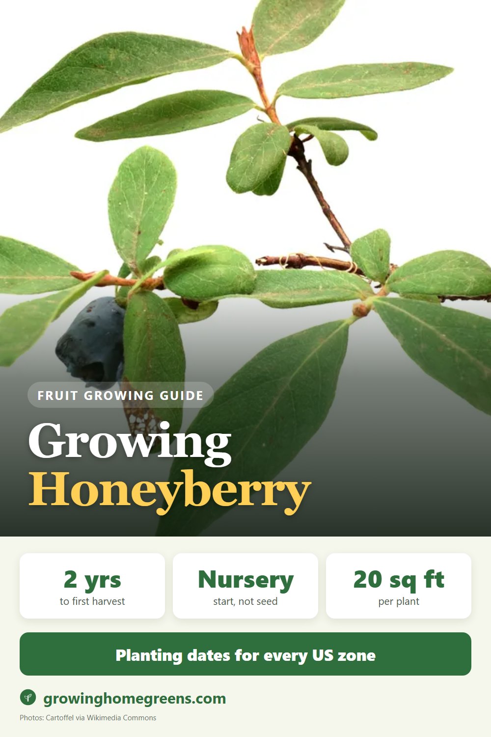 Honeyberry (Haskap): growing guide