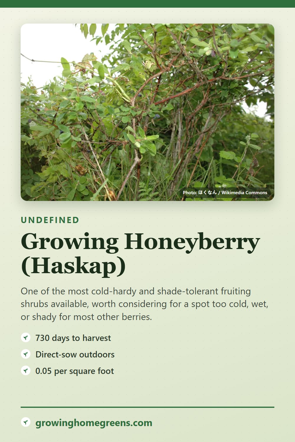 Honeyberry (Haskap): growing guide