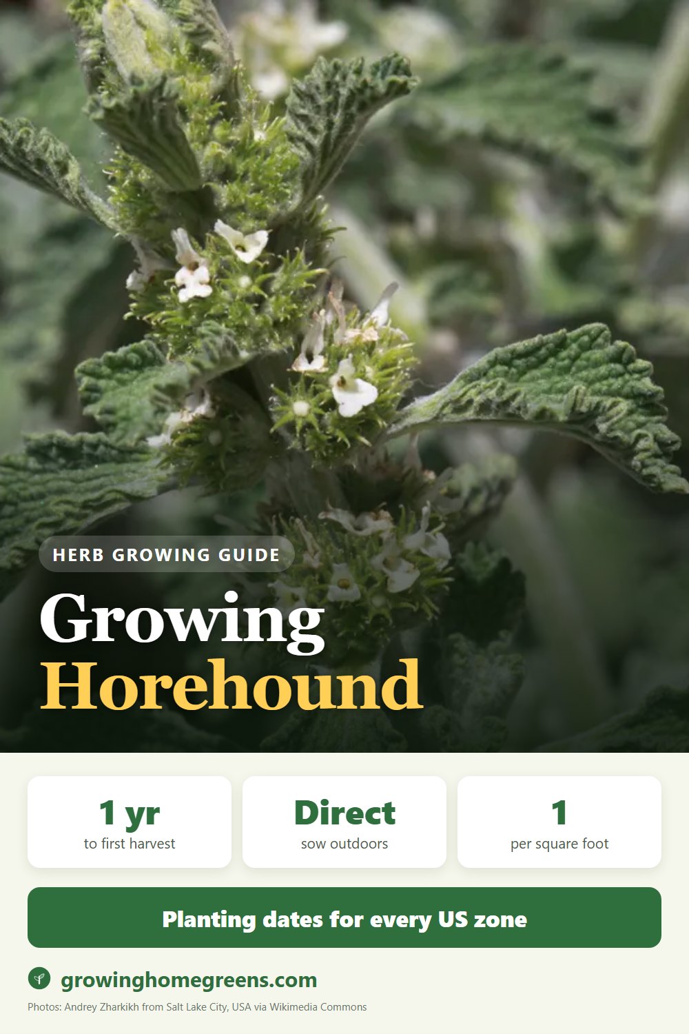 Horehound: growing guide