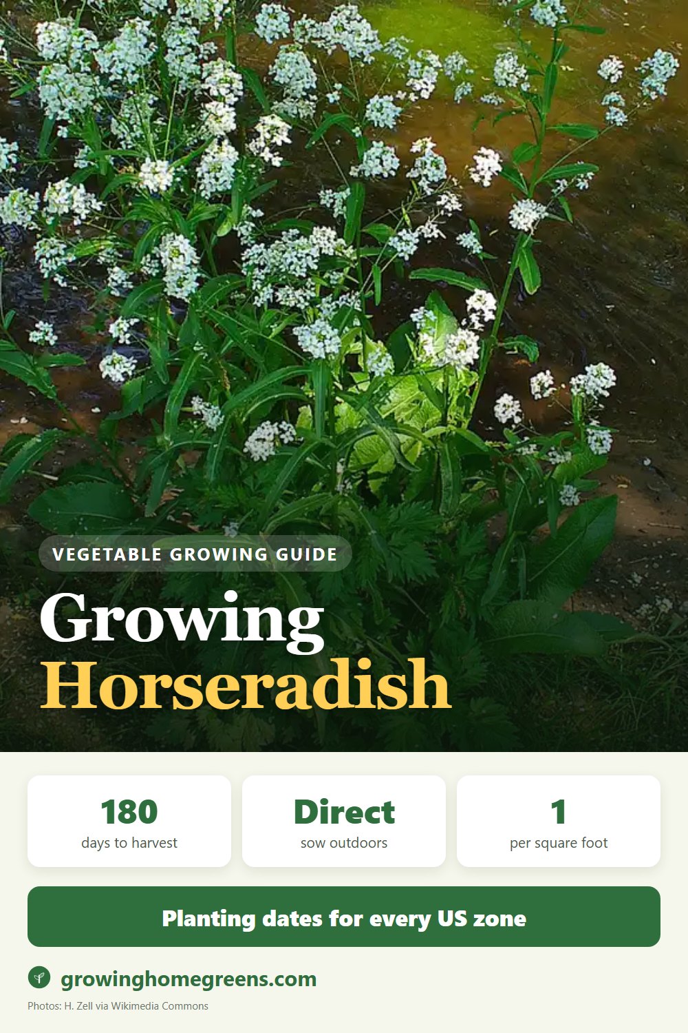 Horseradish: growing guide