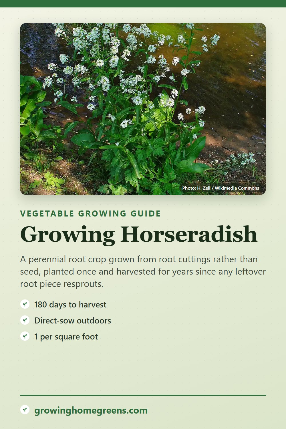 Horseradish: growing guide