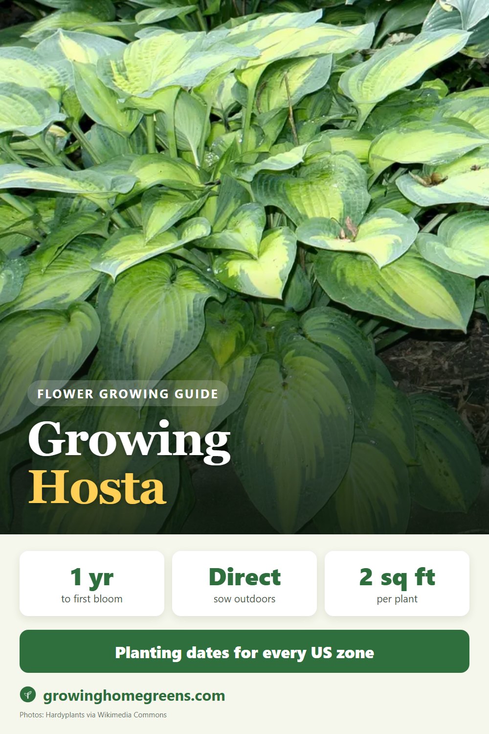 Hosta: growing guide
