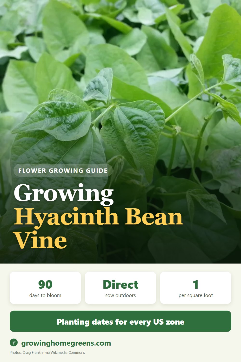 Hyacinth Bean Vine: growing guide