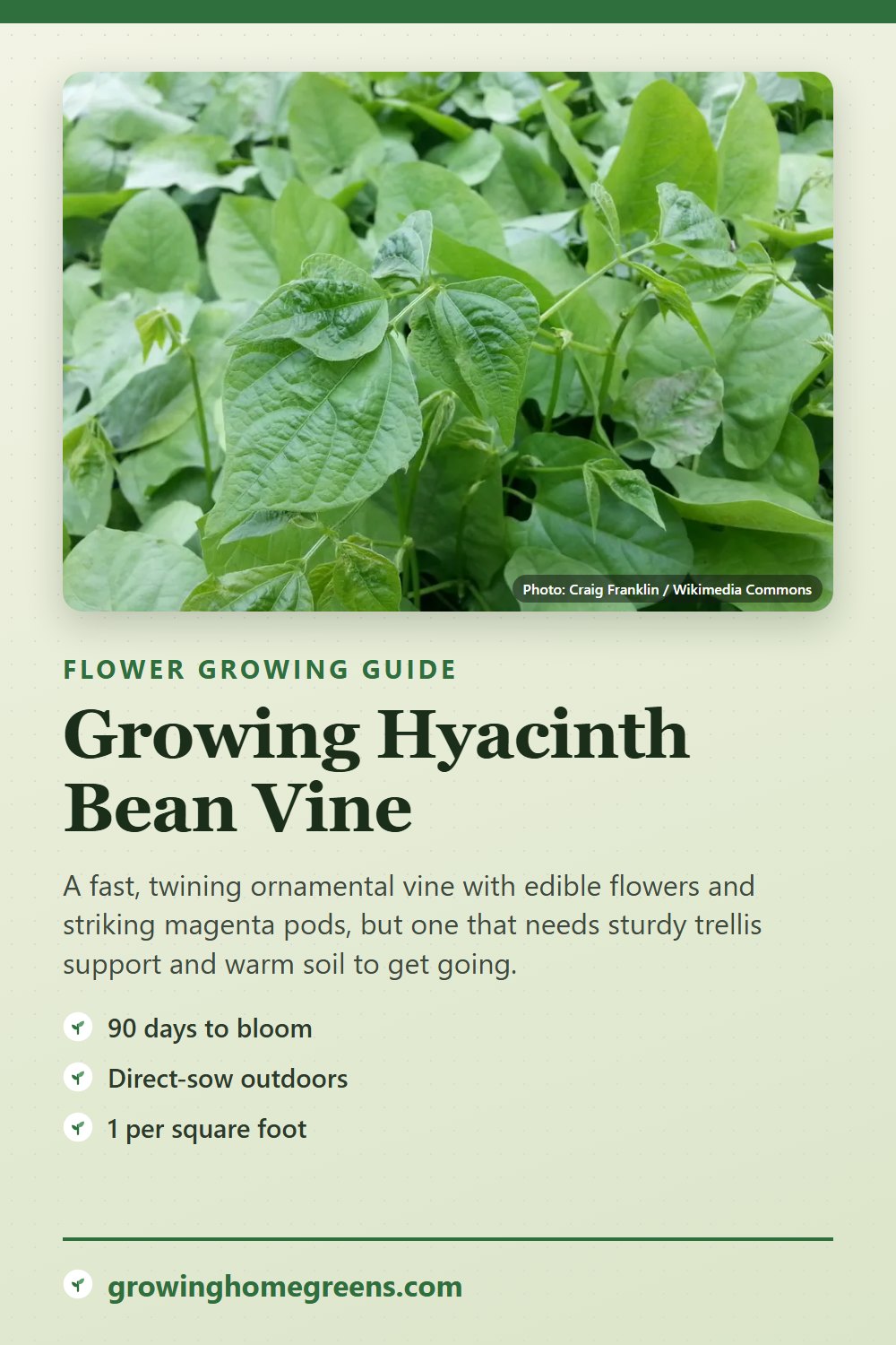 Hyacinth Bean Vine: growing guide