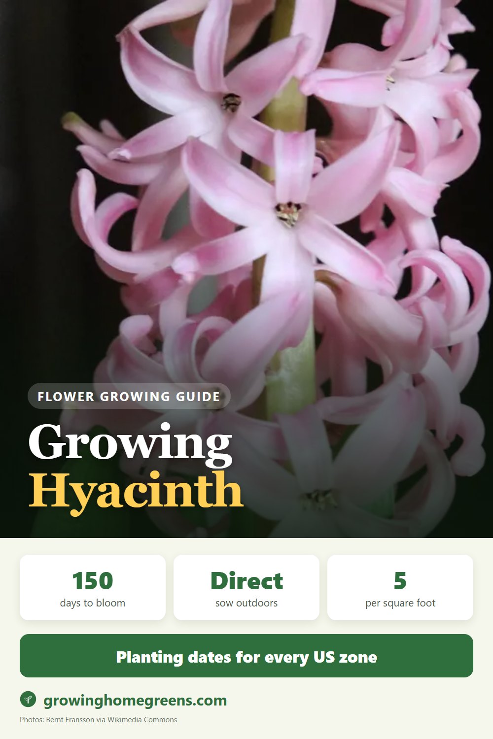 Hyacinth: growing guide