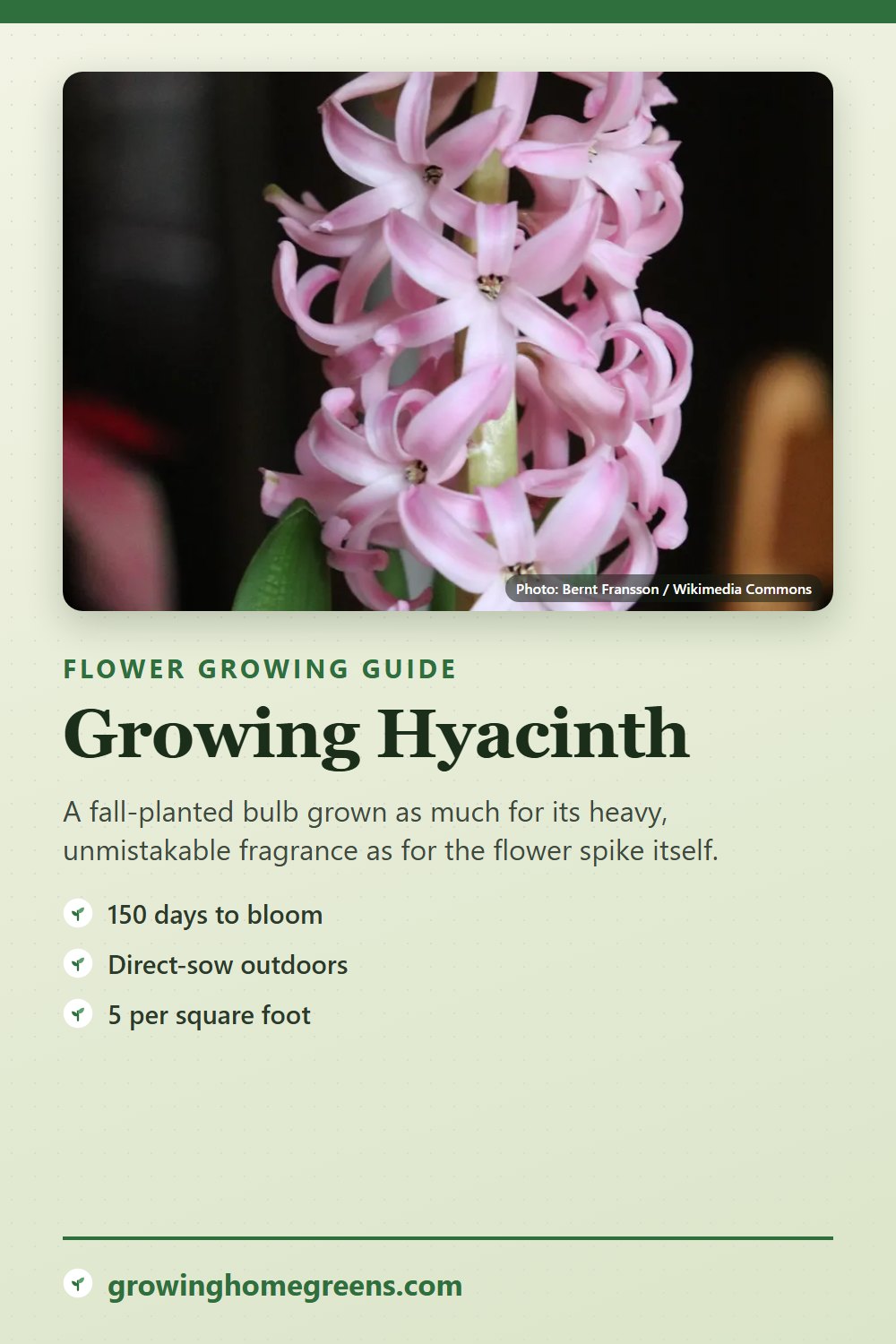 Hyacinth: growing guide