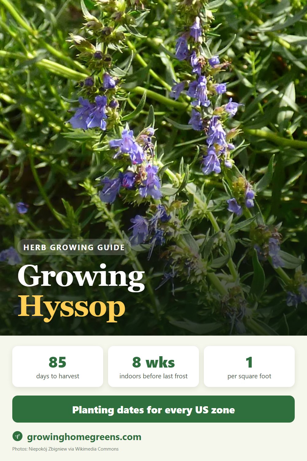 Hyssop: growing guide