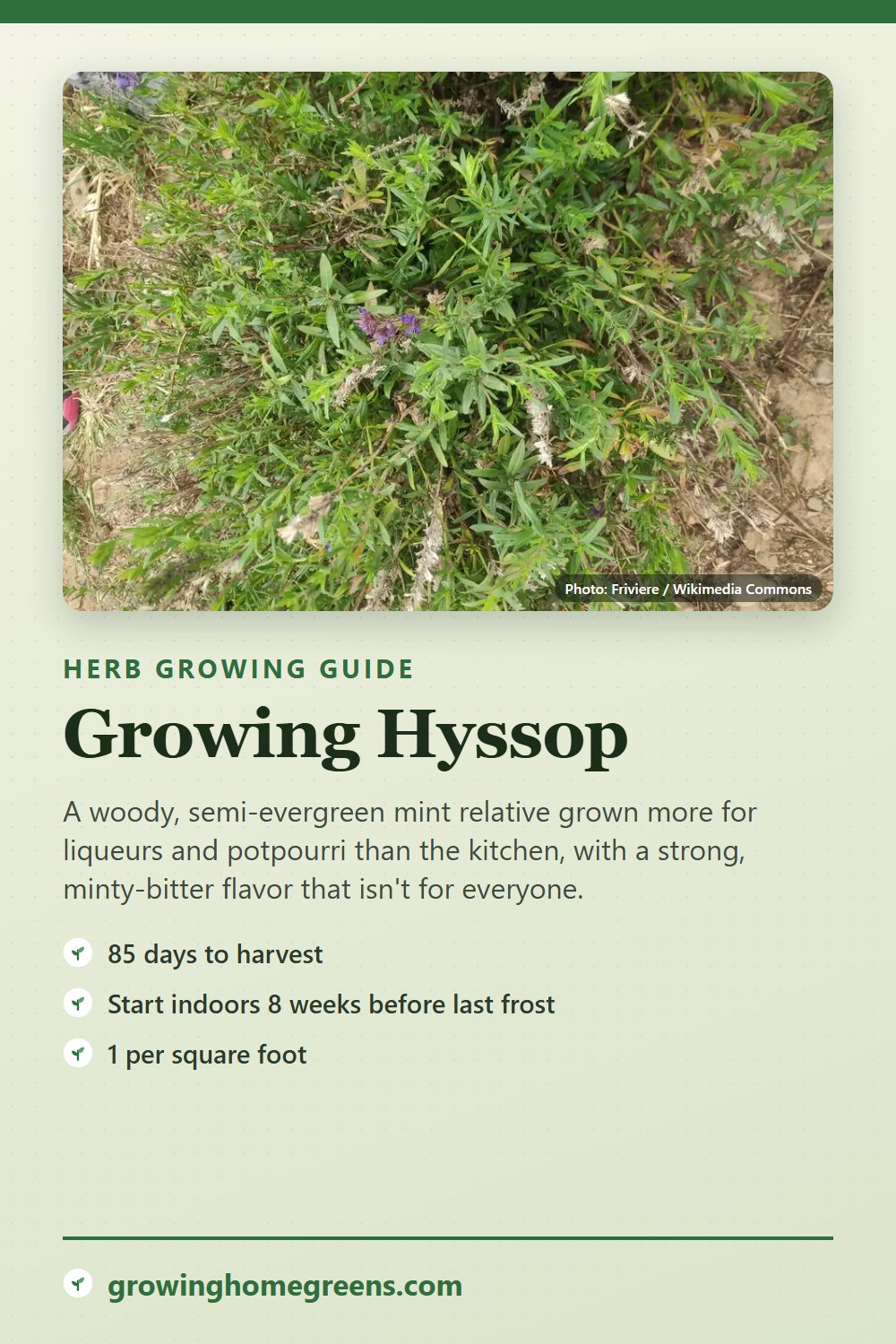 Hyssop: growing guide
