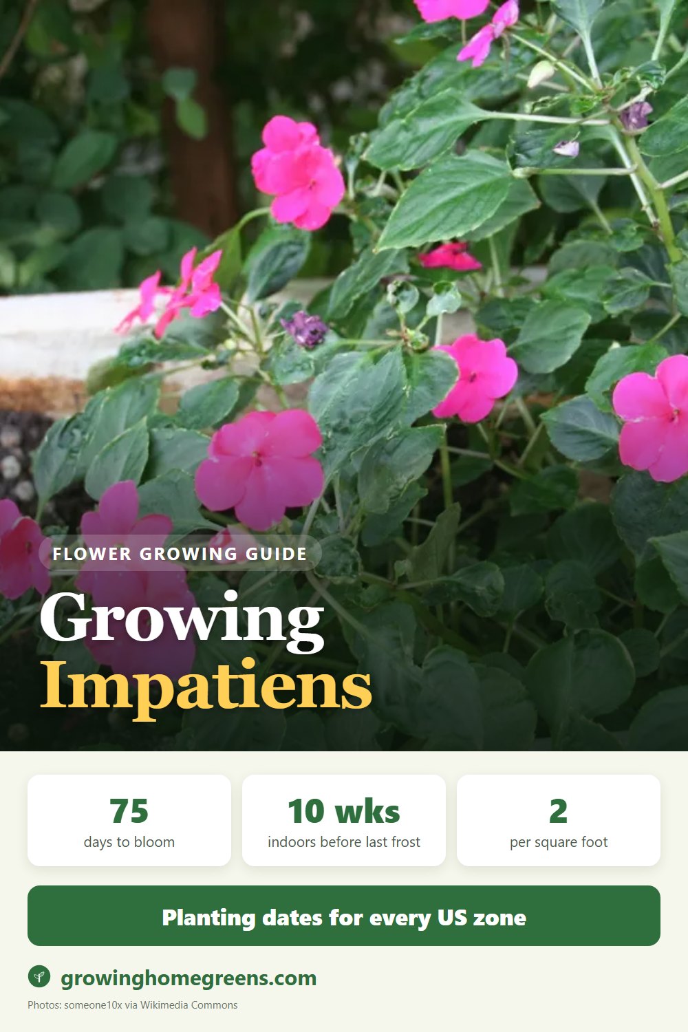 Impatiens: growing guide
