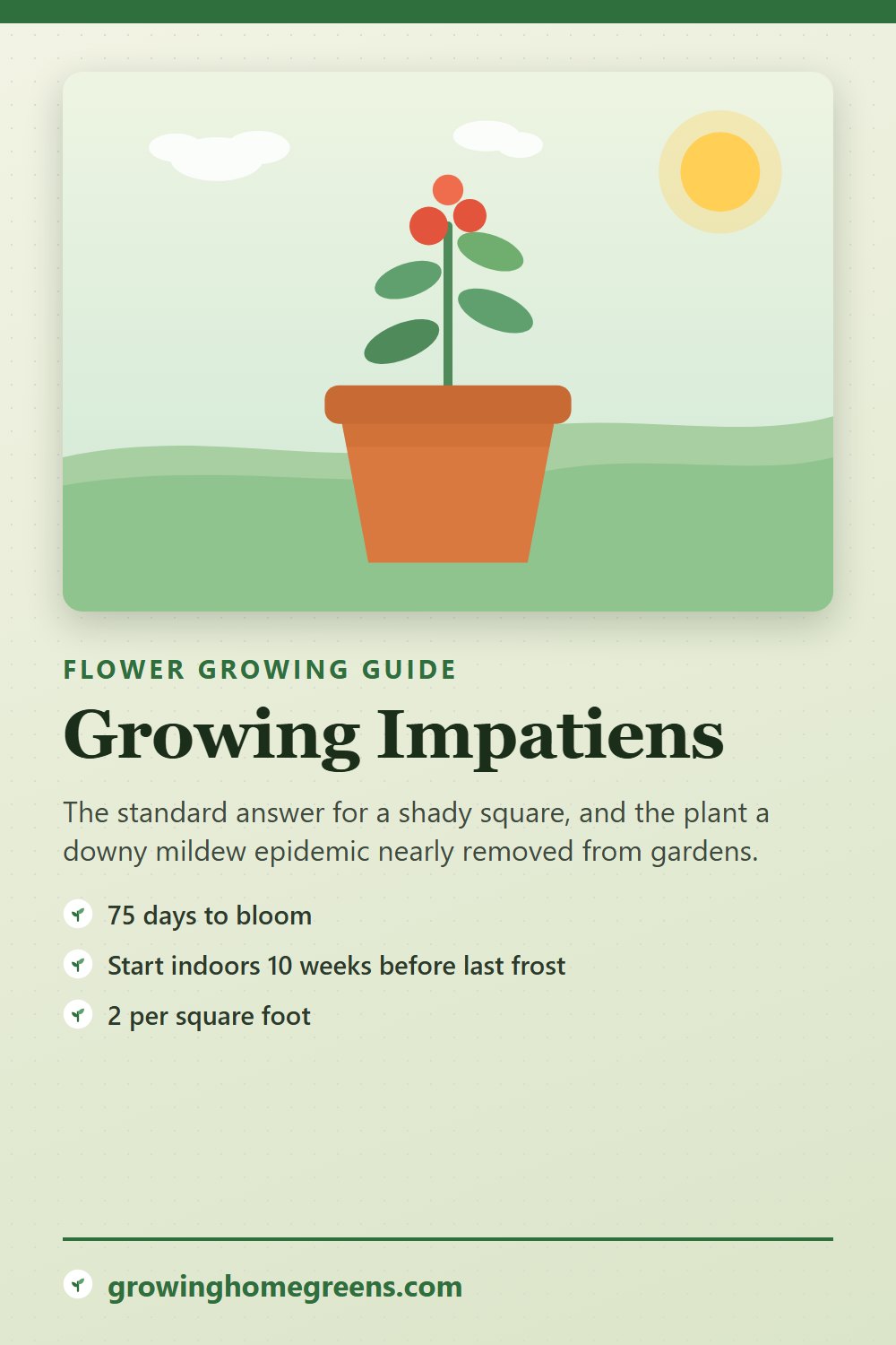 Impatiens: growing guide