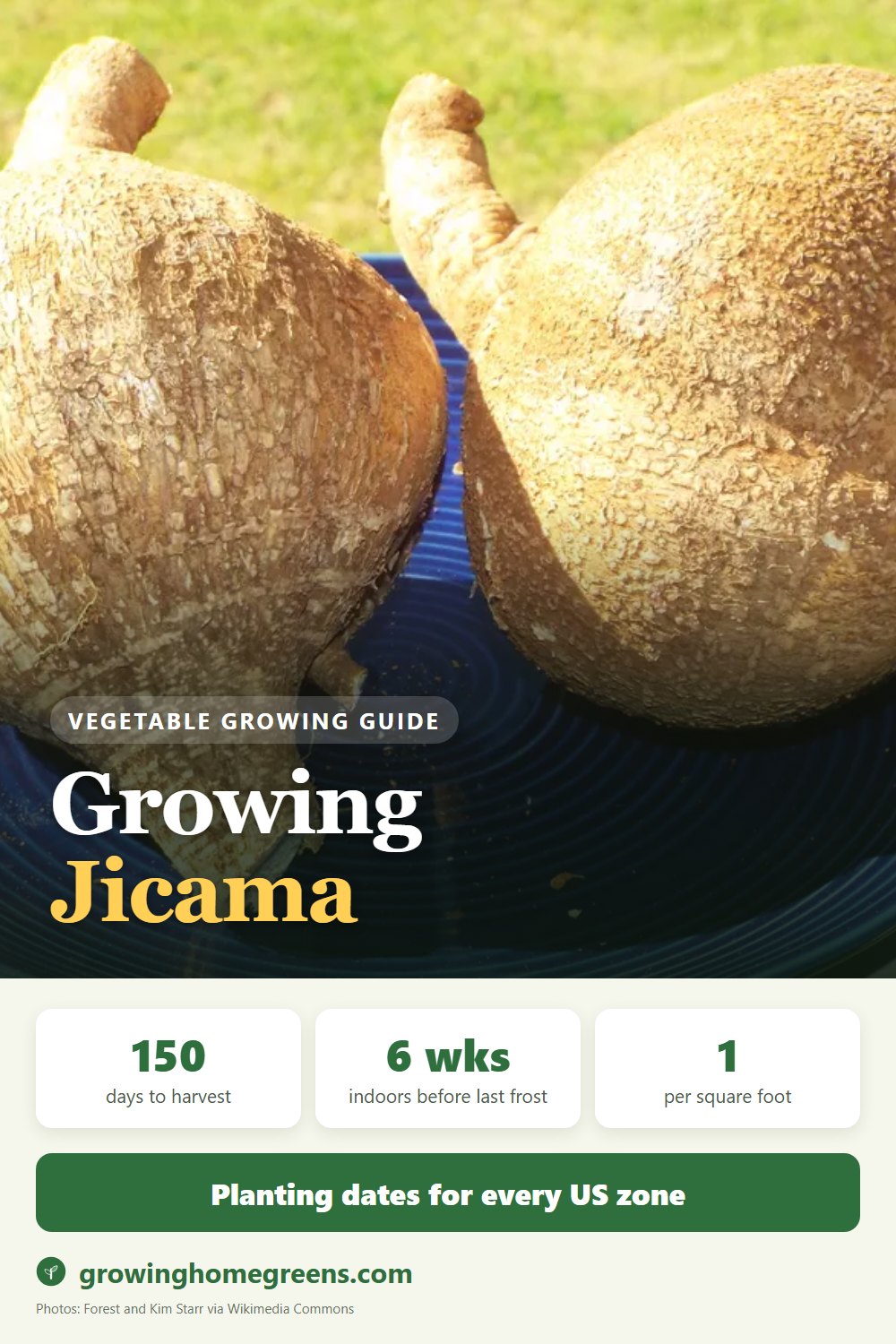 Jicama: growing guide