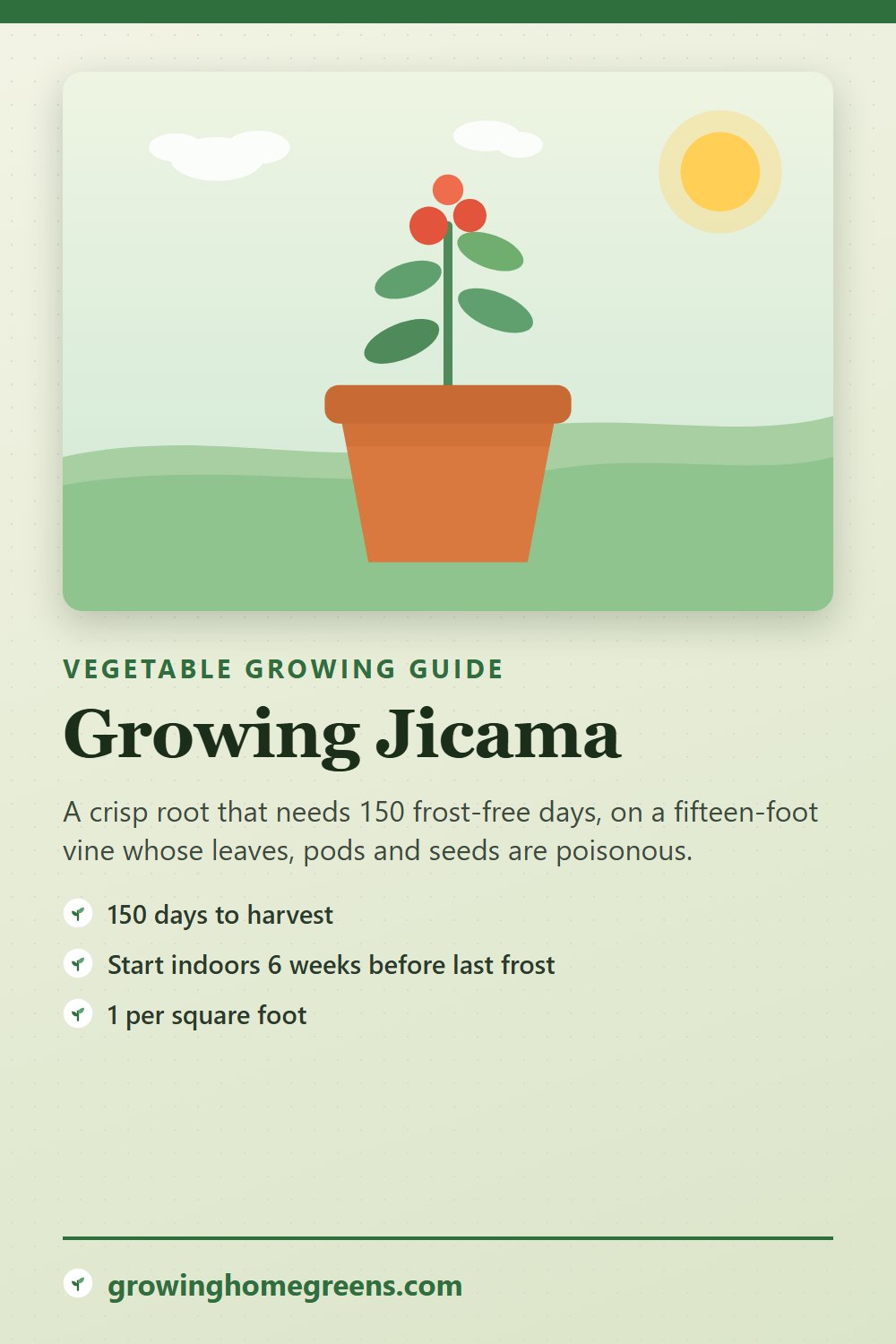 Jicama: growing guide