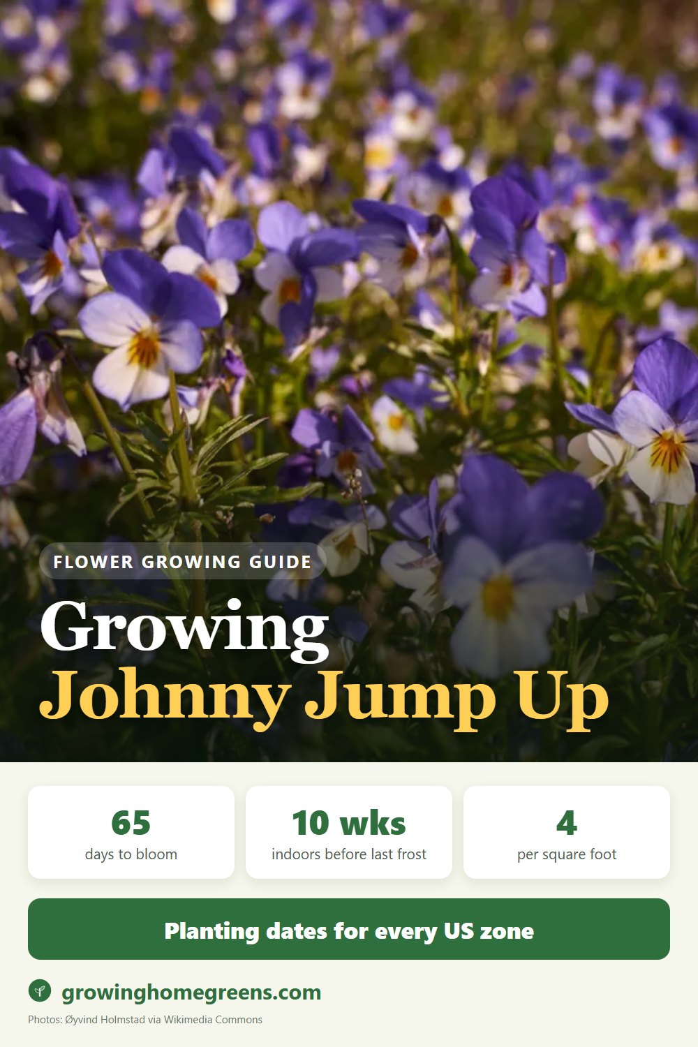 Johnny Jump Up: growing guide