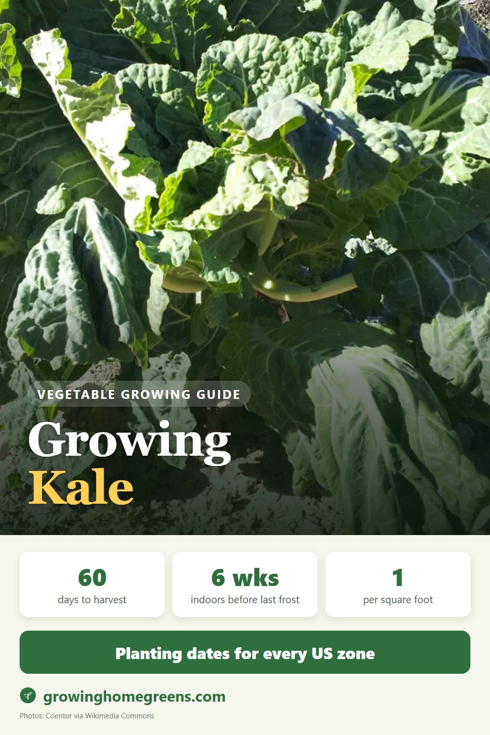 Kale: growing guide