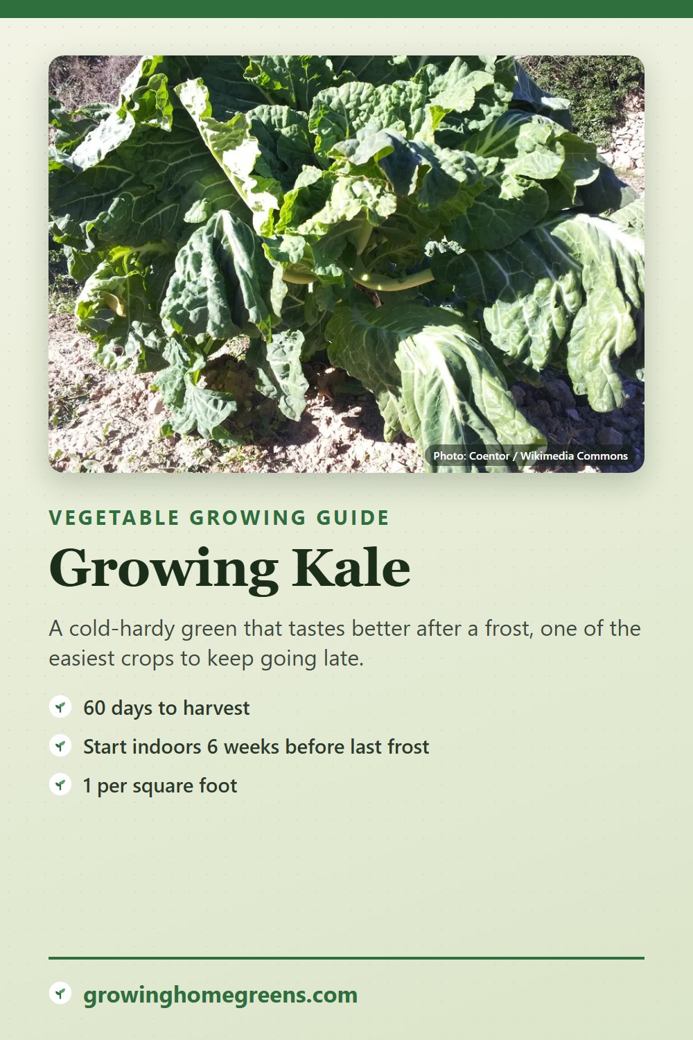 Kale: growing guide