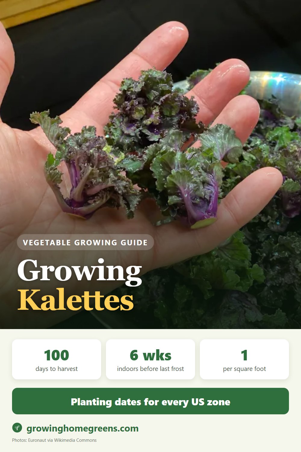 Kalettes: growing guide