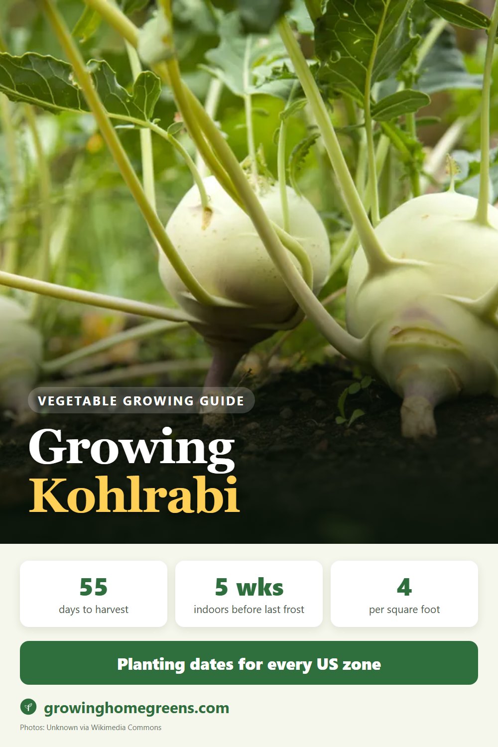Kohlrabi: growing guide