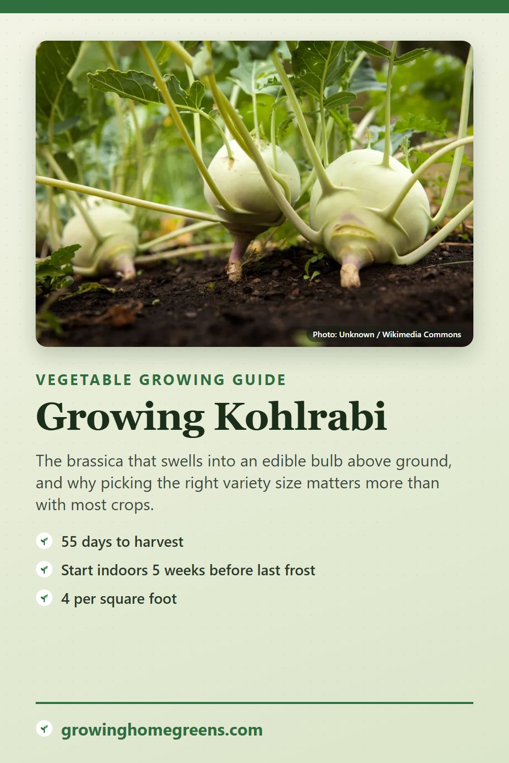 Kohlrabi: growing guide