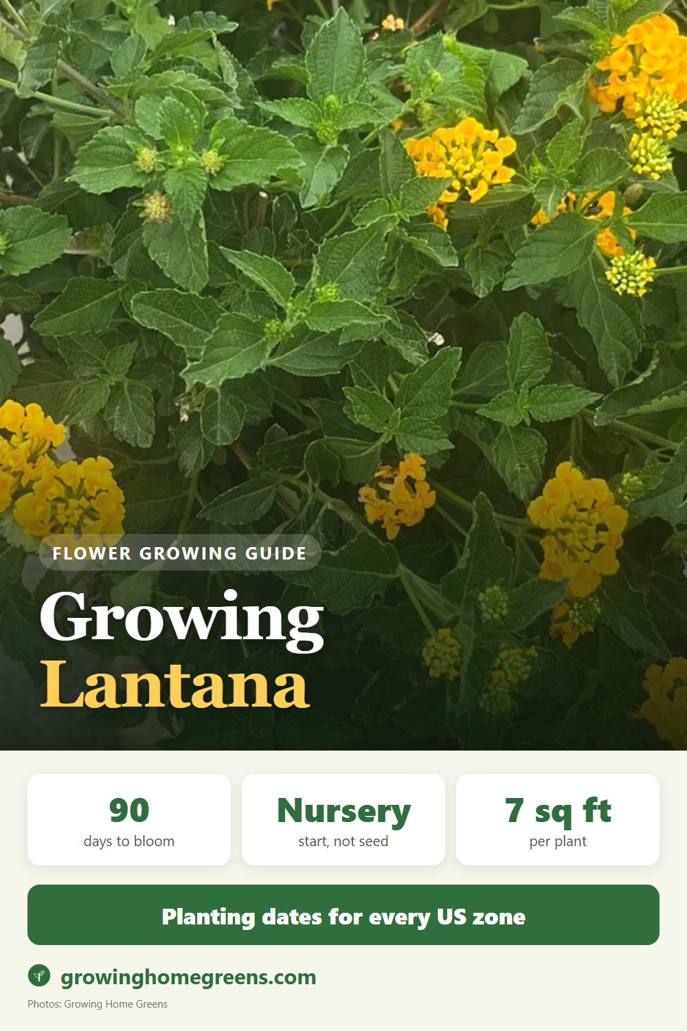 Lantana: growing guide