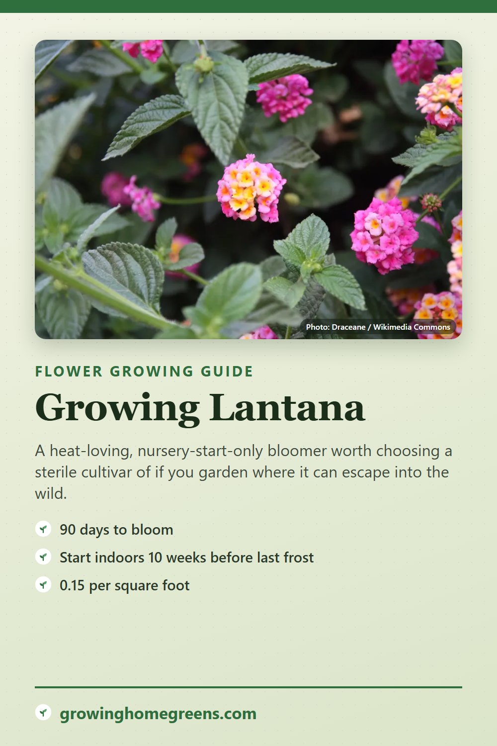 Lantana: growing guide