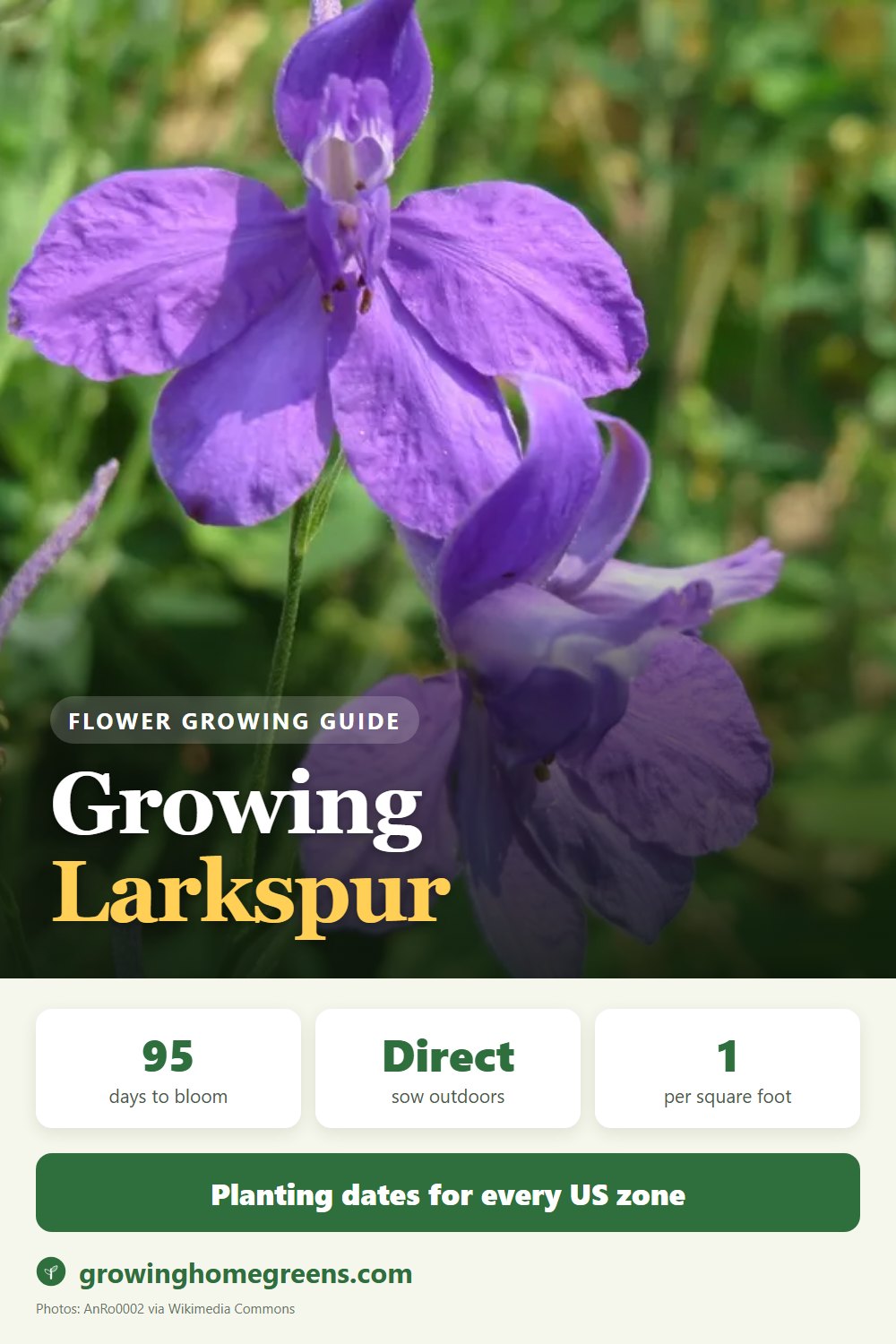Larkspur: growing guide