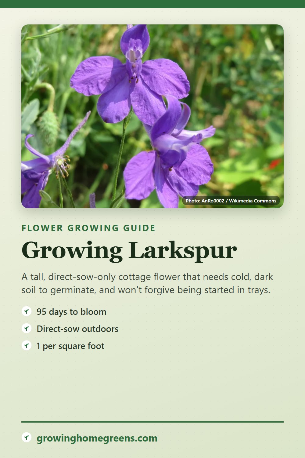 Larkspur: growing guide