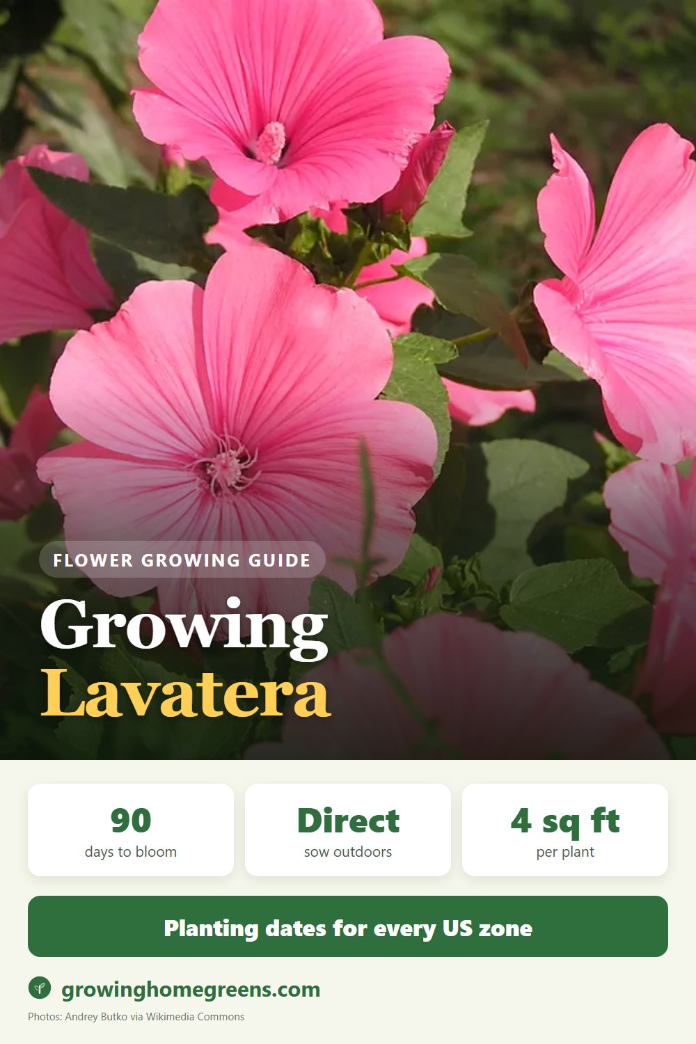 Lavatera (Annual Mallow): growing guide