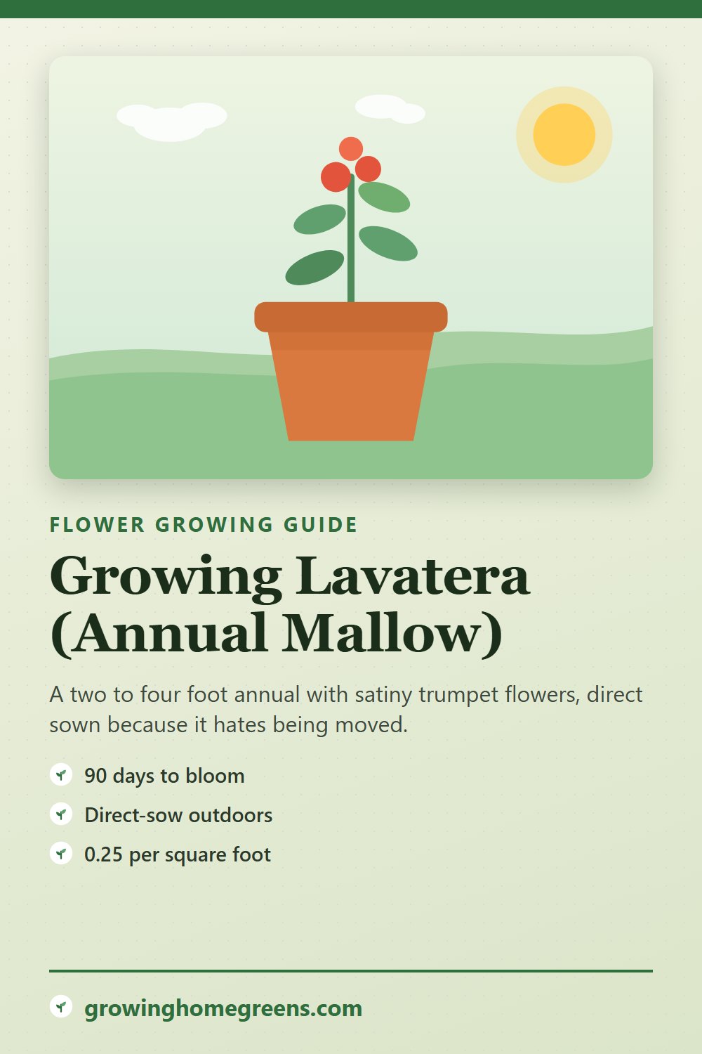 Lavatera (Annual Mallow): growing guide