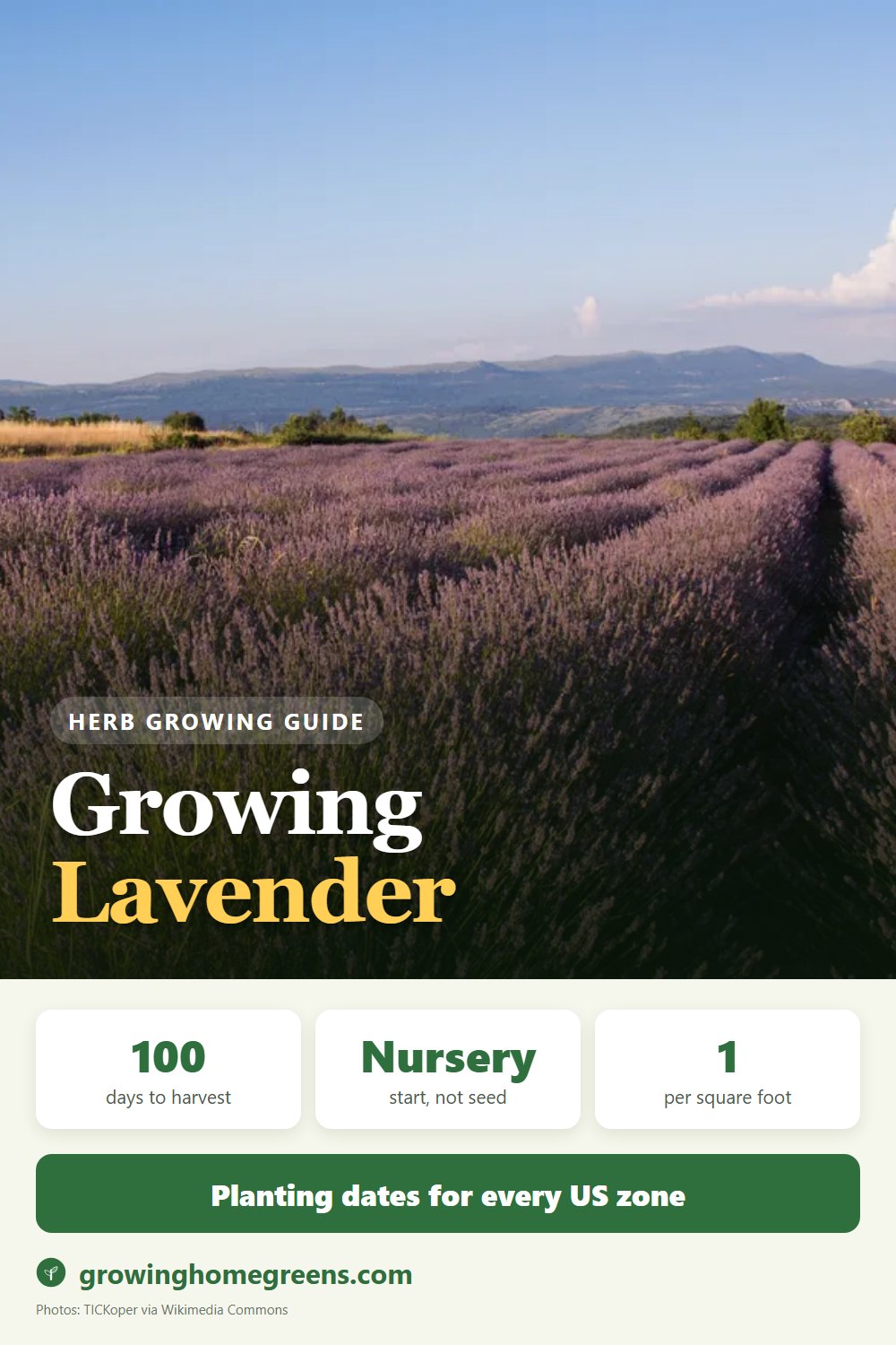 Growing Lavender in USDA zone 10b