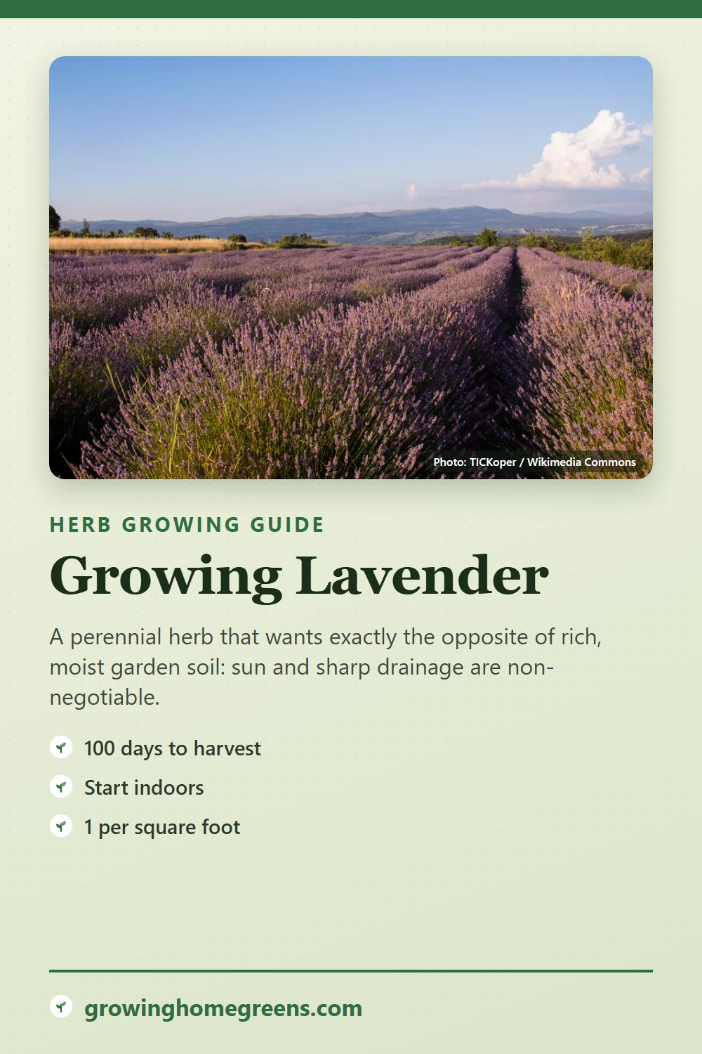 Lavender: growing guide