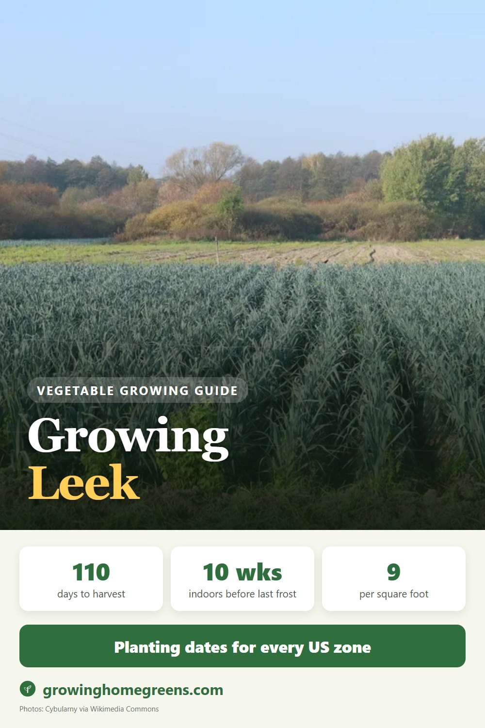 Leek: growing guide