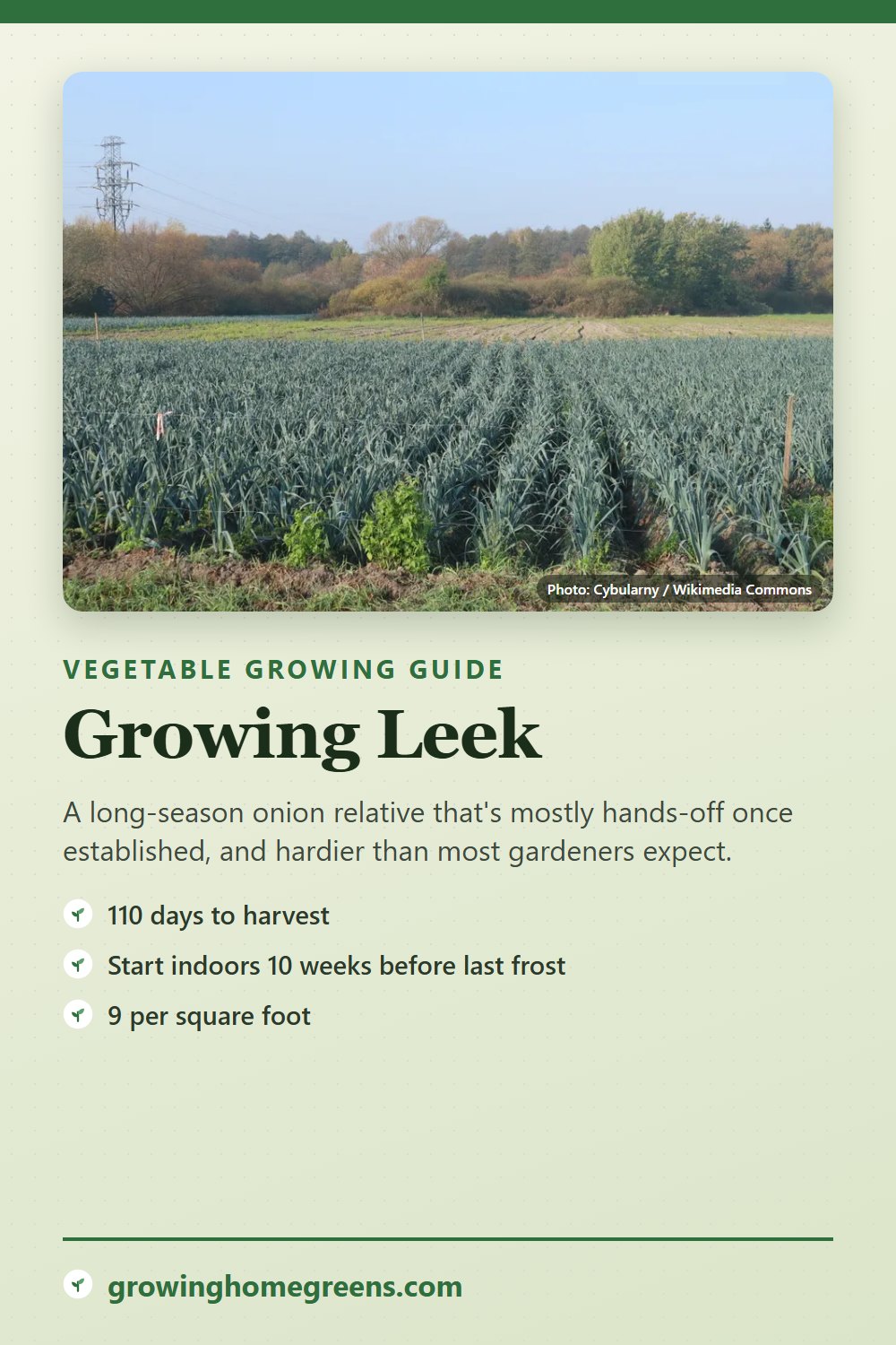 Leek: growing guide