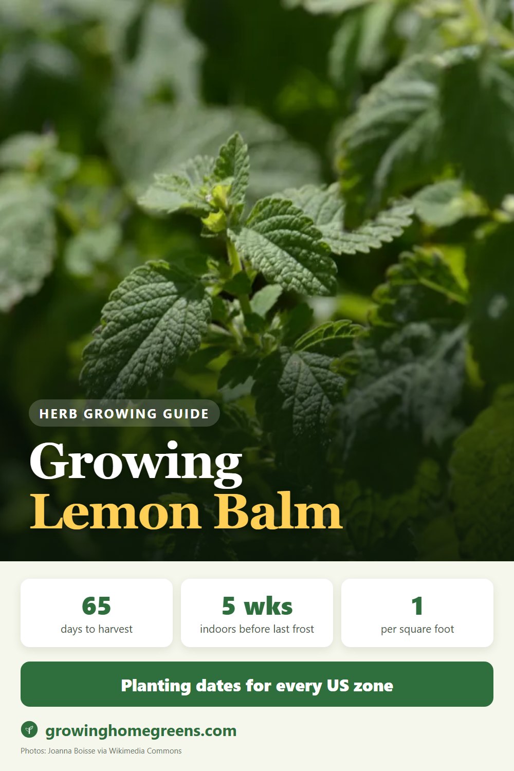 Growing Lemon Balm in USDA zone 10b