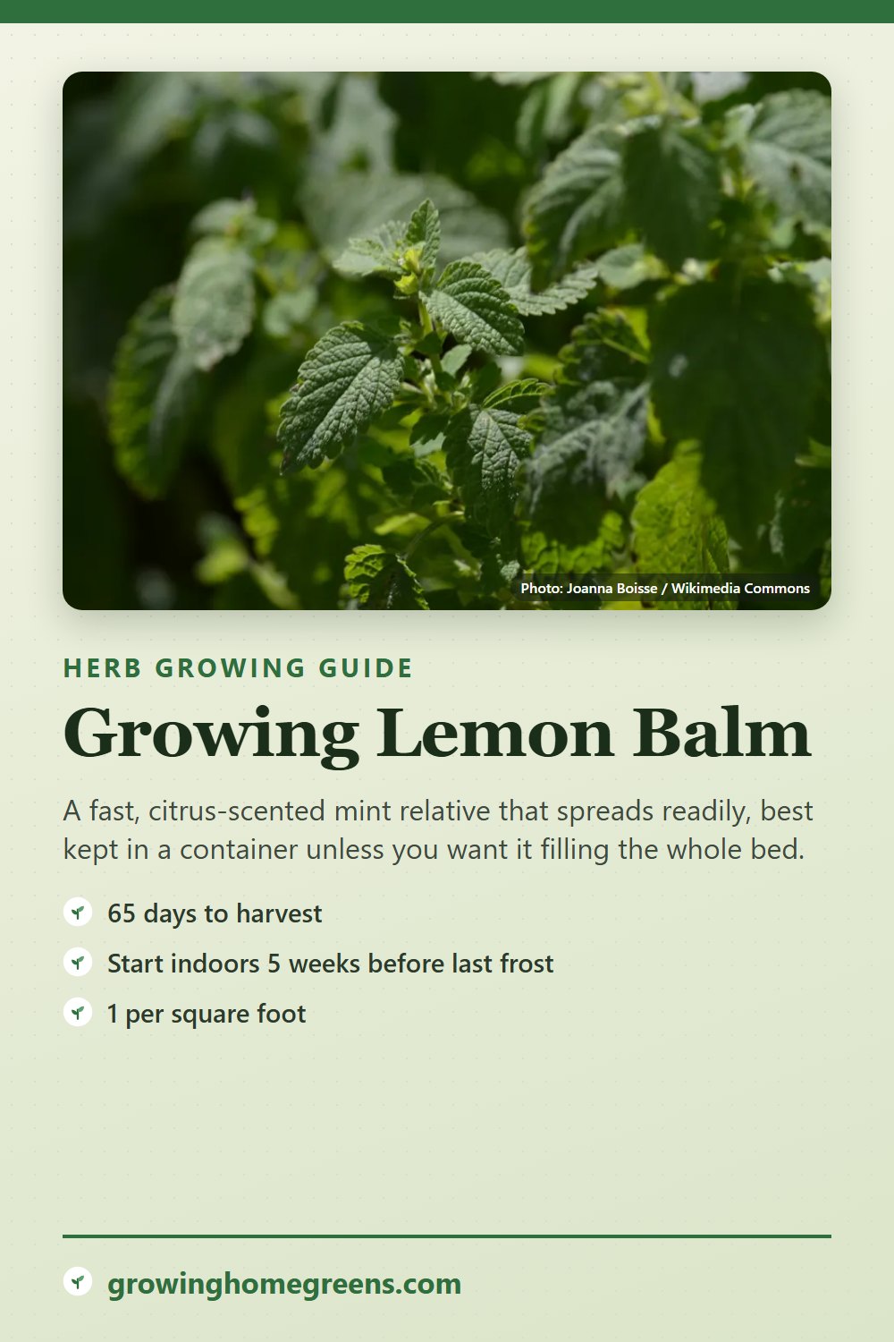 Lemon Balm: growing guide