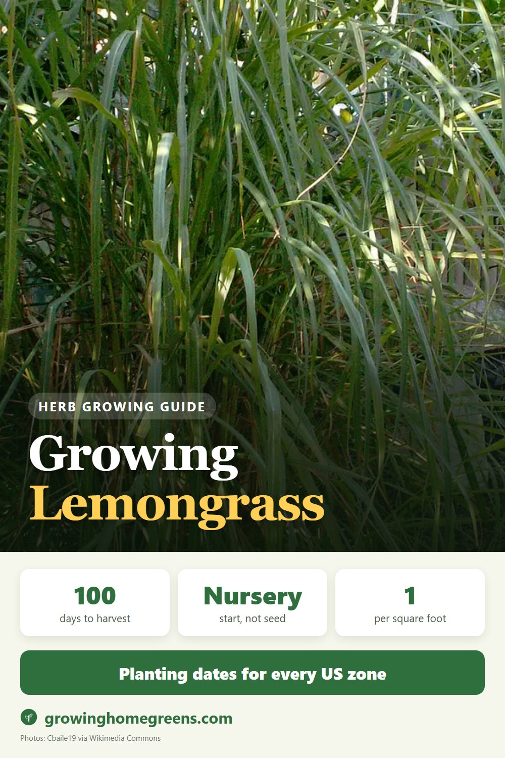 Lemongrass: growing guide