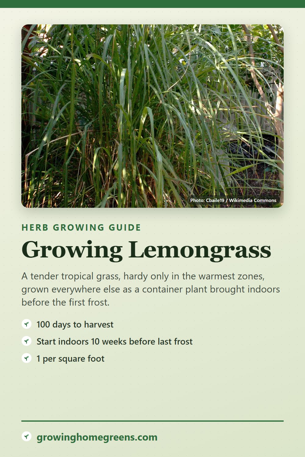 Lemongrass: growing guide