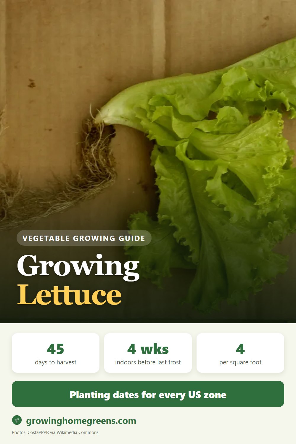 Lettuce: growing guide