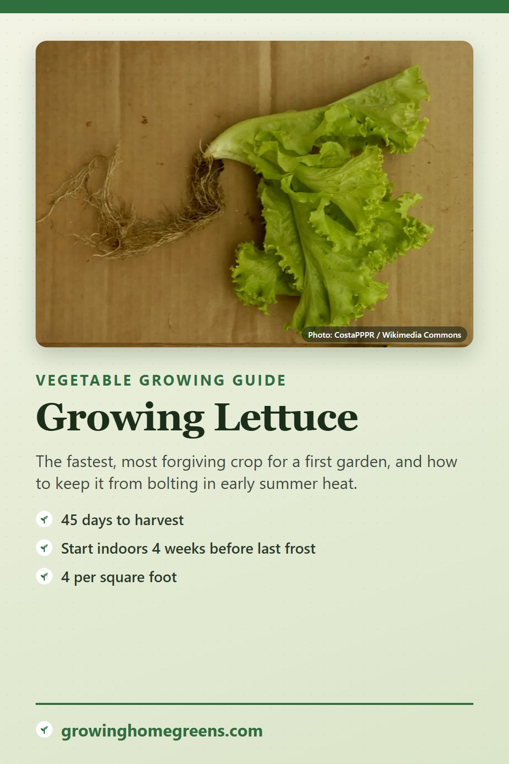 Lettuce: growing guide