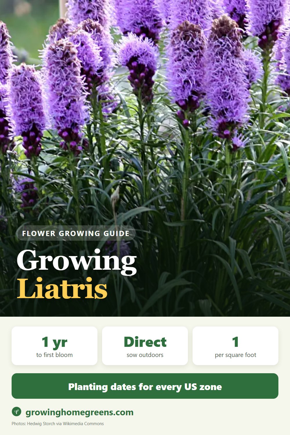 Liatris (Blazing Star): growing guide