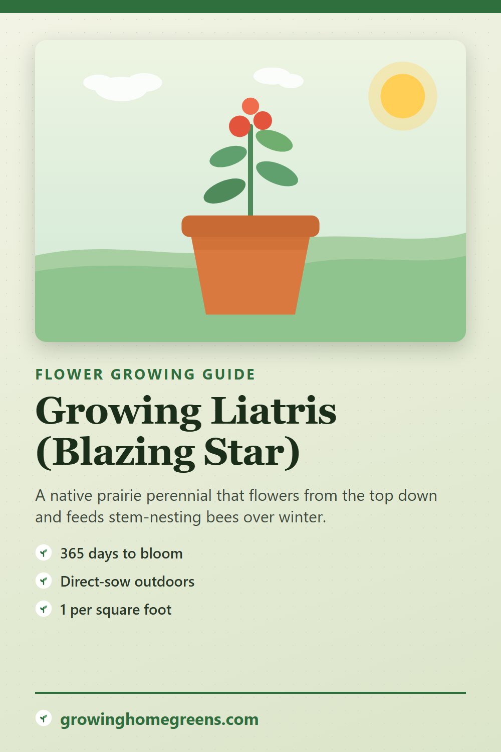 Liatris (Blazing Star): growing guide